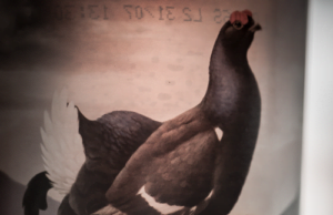 Black Grouse