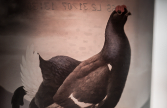 Black Grouse