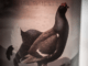 Black Grouse