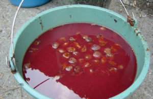 Śliwowica: do śliwek marsz! Krótka historia i zasady spożywania sliwowica