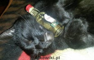 15 sposobów na kaca: Niezbędnik przed imprezą