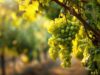 Grüner Veltliner – austriacka odmiana, która zbudowała pozycję kraju na rynku wina