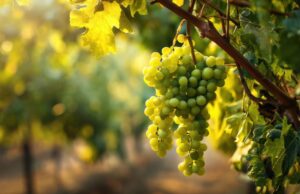 Grüner Veltliner – austriacka odmiana, która zbudowała pozycję kraju na rynku wina