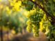 Grüner Veltliner – austriacka odmiana, która zbudowała pozycję kraju na rynku wina